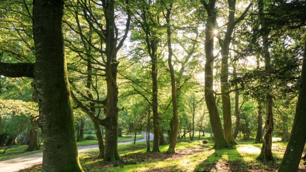 Defra: £1.2 million in funding for tree seed production