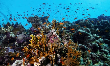 Fish swim above a coral reef in the Red Sea near the city of Jeddah, Saudi Arabia